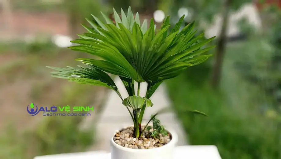 Cây cọ nhật bản rất thích hợp cho phòng khách