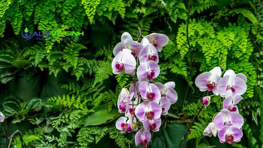 Hoa Lan Hồ Điêp với các màu sắc khác nhau tượng trưng cho những điều tốt đẹp