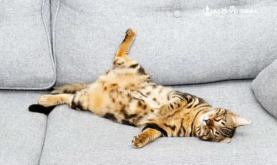 Làm Mới Ghế Sofa Da Bị Mèo Cào Với Những Mẹo Đơn Giản Lý do mèo hay cào trên ghế sofa da là bề mặt sofa da mềm và mùi hương thu hút sự chú ý của mèo