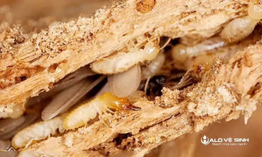 Sofa  bị gãy xương khung vẫn có thể khắc phục nếu như lỗi không quá nặng