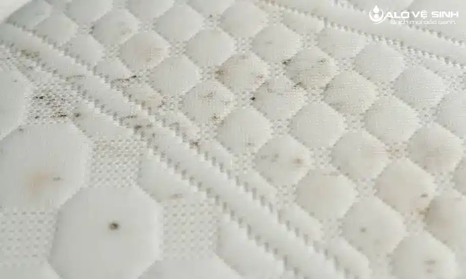 Nằm nệm bị ngứa do mạt bụi