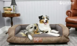 Nệm cho chó loại nào tốt - giúp cho chó có chỗ nghỉ ngơi sau khi hoạt động mệt mỏi