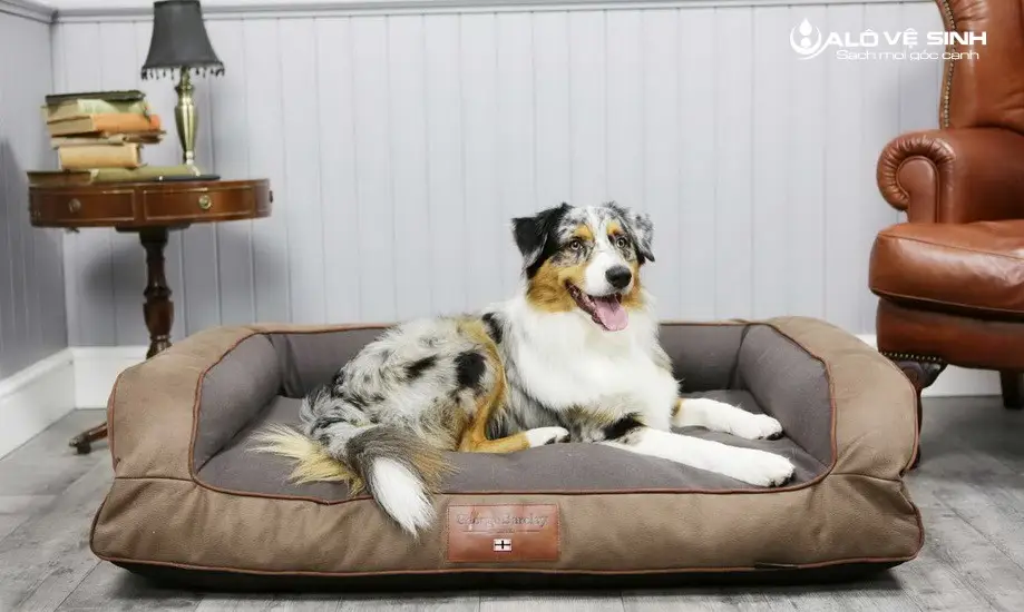 Nệm cho chó loại nào tốt - giúp cho chó có chỗ nghỉ ngơi sau khi hoạt động mệt mỏi