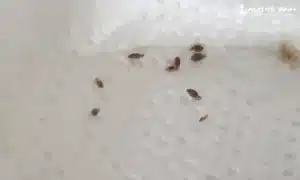 Vi khuẩn là nguyên nhân gây ra mùi hôi ở nệm mút