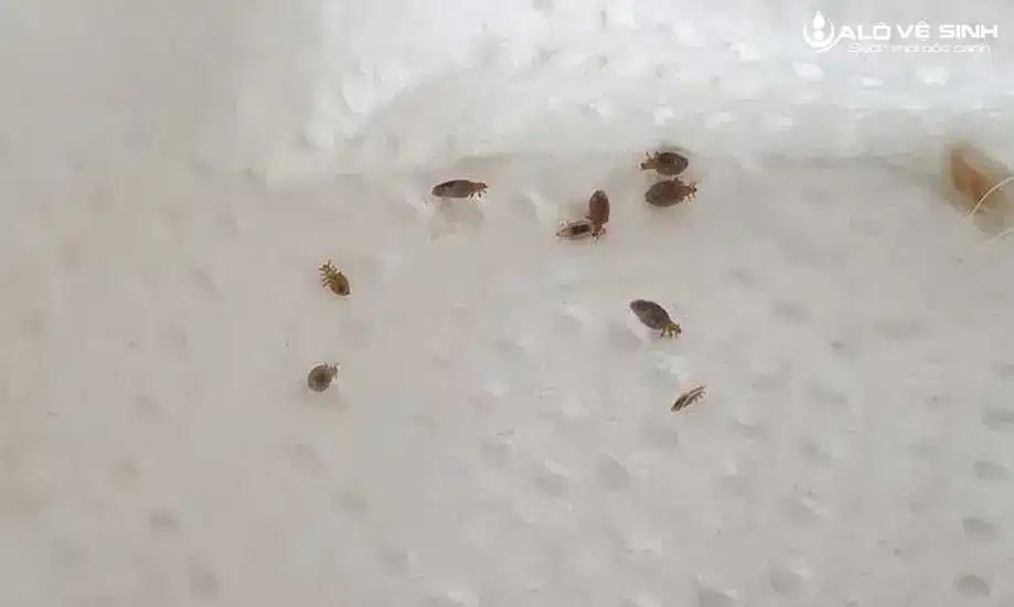 Vi khuẩn là nguyên nhân gây ra mùi hôi ở nệm mút