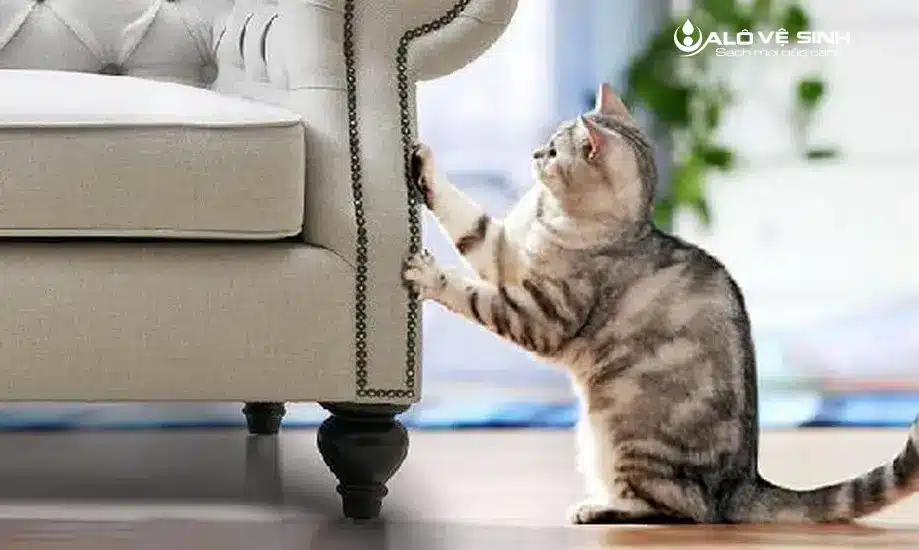 Làm Mới Ghế Sofa Da Bị Mèo Cào Với Những Mẹo Đơn Giản Ghế sofa da bị mèo cào gây những vết xước mất thẩm mỹ