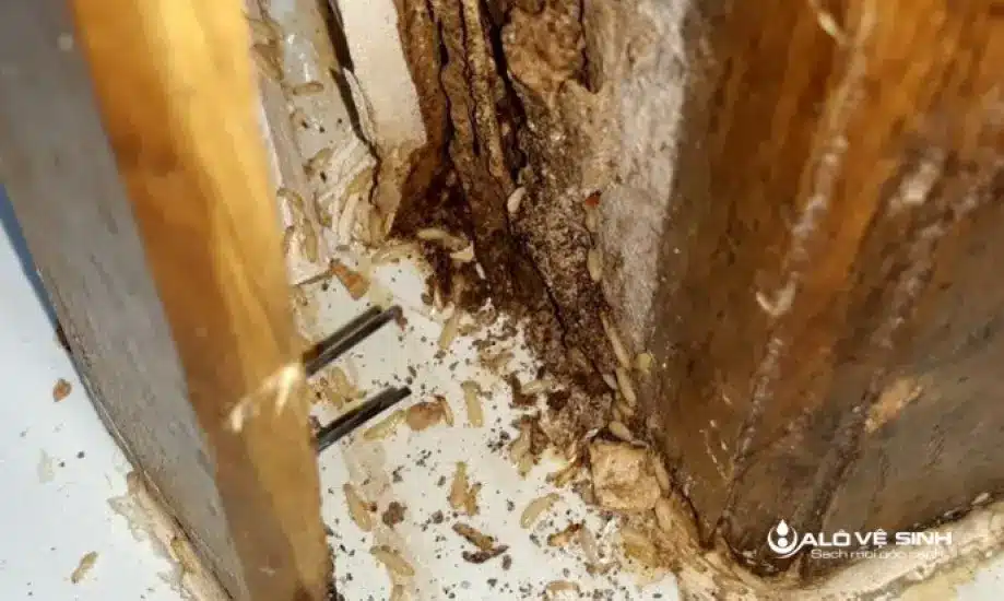 Nhận biết dễ dàng sofa gỗ bị mối mọt ăn mòn giúp bạn xử lý kịp thời.