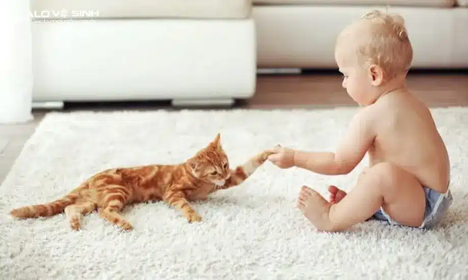 Thảm lót sàn bị mốc ảnh hưởng đến sức khỏe