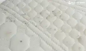 Nệm cao su non có mùi hôi khi sử dụng lâu do các loại vi khuẩn, vi sinh vật gây nên